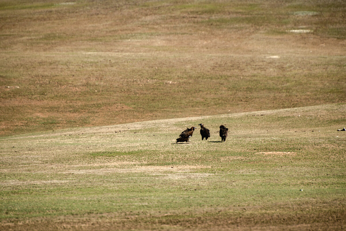 Вот, собственно, эти ребята ждут, когда горе-мать выбьется из сил. И что-то мне подсказывает, что они очень терпеливые.