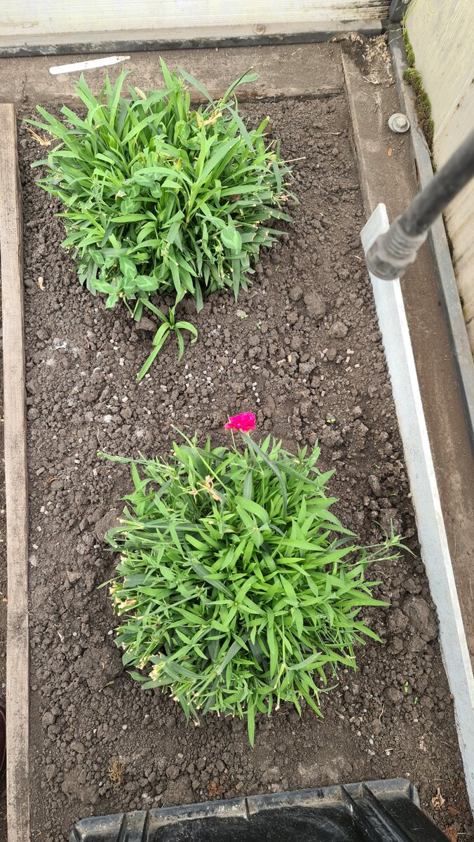 Гвоздика в прикопе