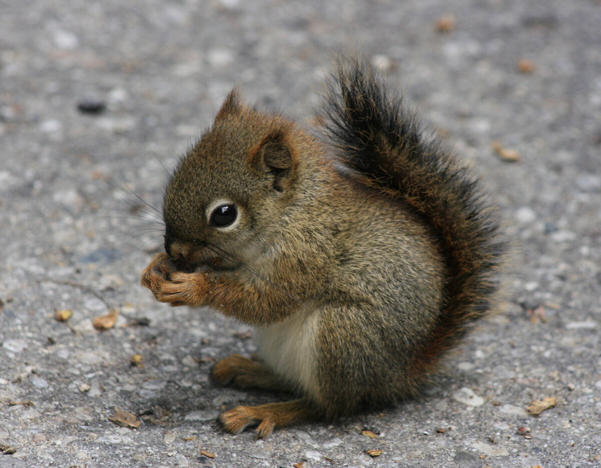 Со временем бельчонок подрос и окреп.
Источник фото: https://hdwallpaperim.com/wp-content/uploads/2017/08/31/163039-squirrel.jpg