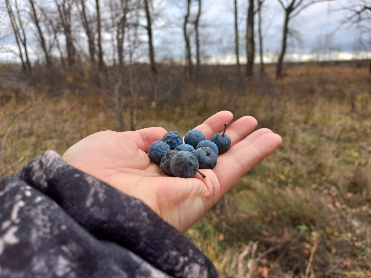 К счастью, не морник, а тёрн (фото автора)