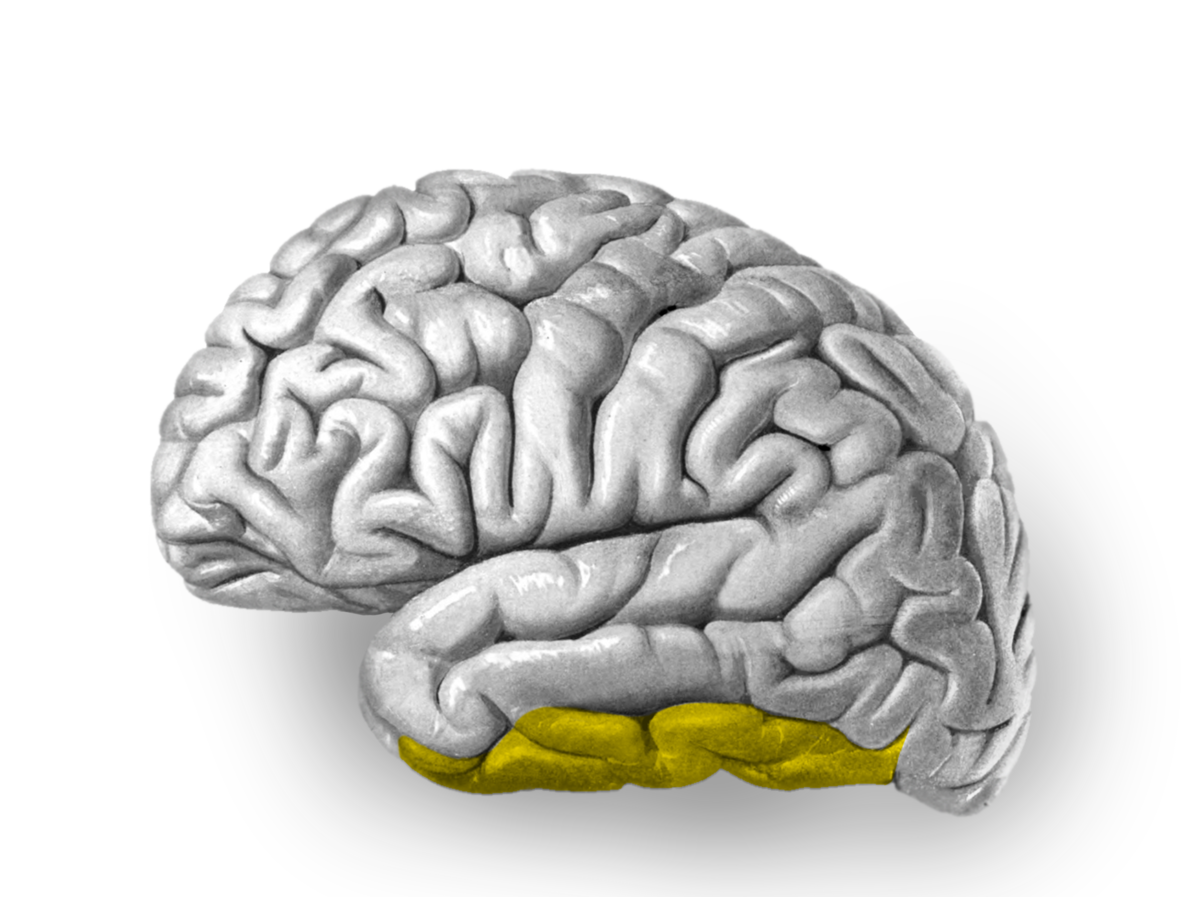 7 извилин. Постцентральная борозда. 7 извилин. 7 извилин. Борозды верхнелатеральной поверхности мозга.