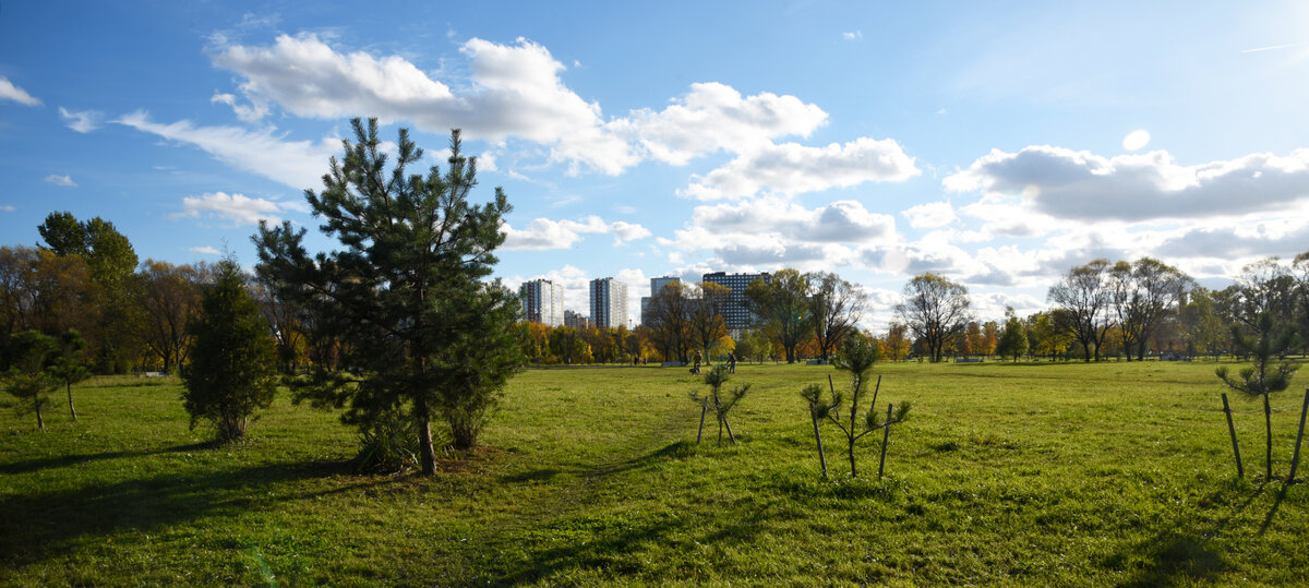 Молодые посадки в парке - сосны, каштаны, рябины. Часть посадок усохла, часть болеет, в частности у молодых остролистных кленов мучнистая роса в полный рост. Часть чувствует себя прекрасно. Посадки разновозрастные. Есть даже ямы, подготволенные для осенних посадок.