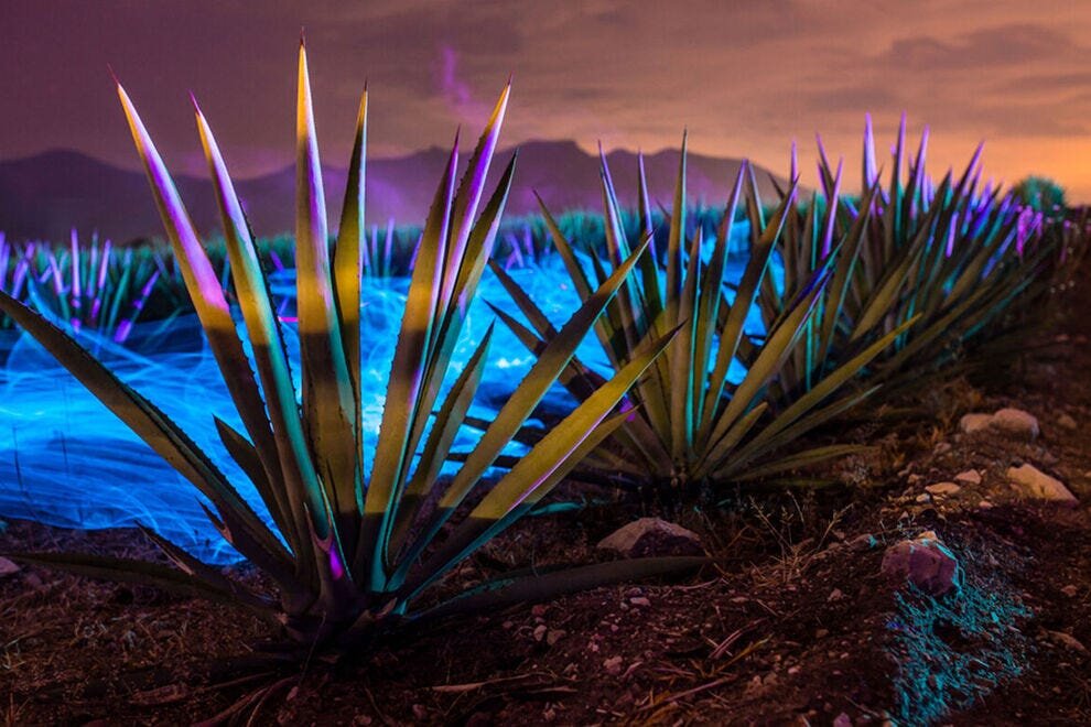 Агава - Фото из открытых источников