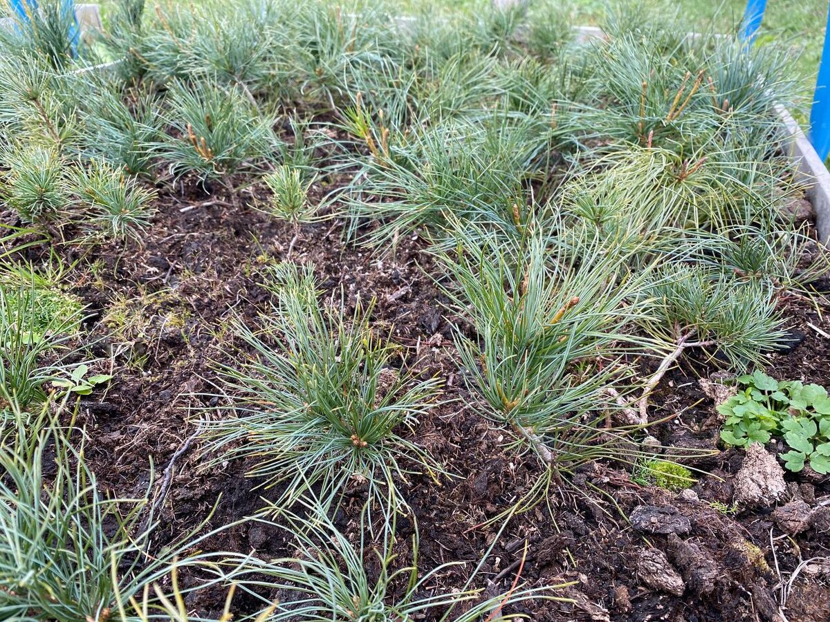 Высота трехлетних сеянцев кедрового стланика - 10-15 см