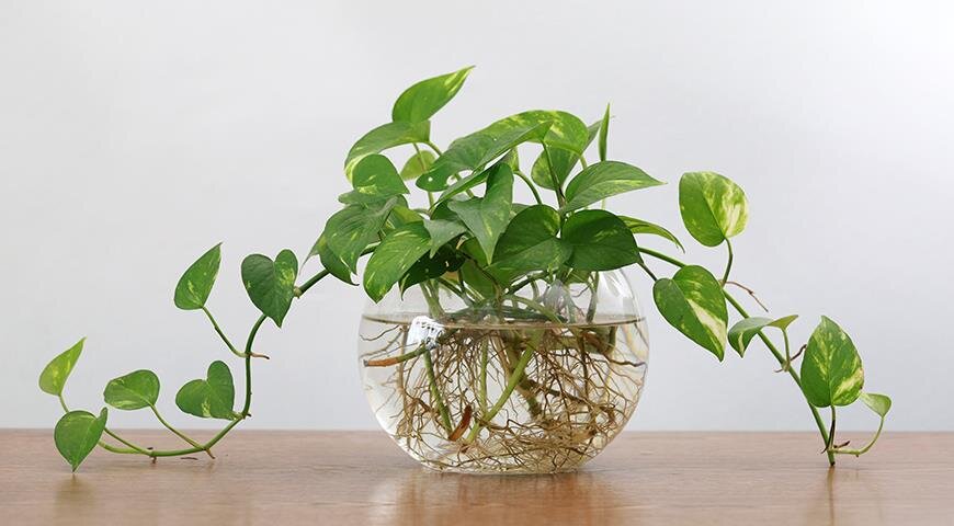 Эпипремнум не только хорошо черенкуется, но и прекрасно растет в обычной воде