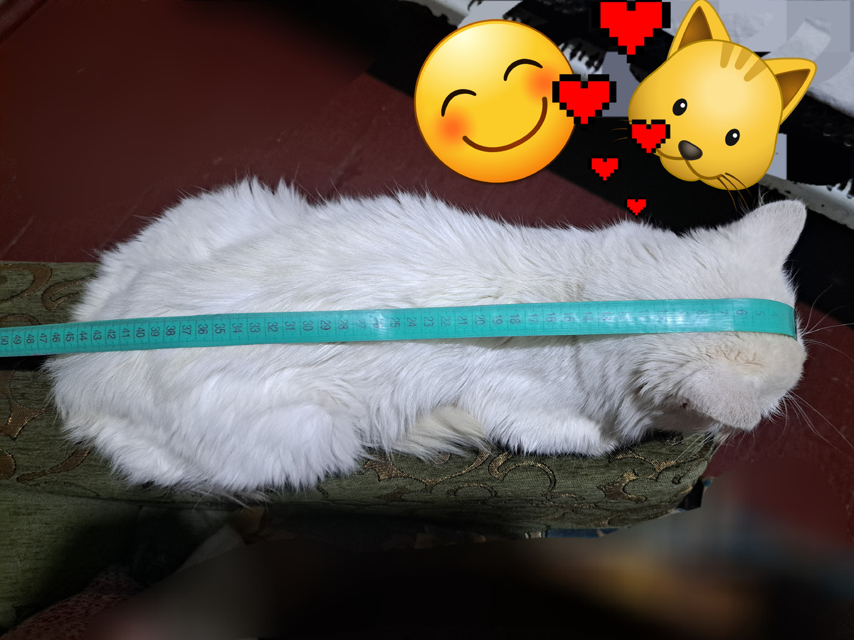 Маленький мой