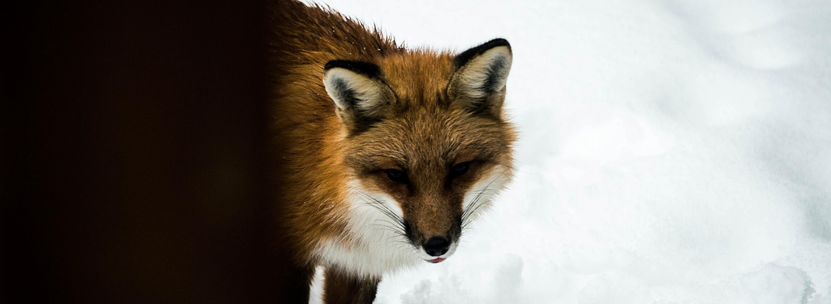 Фото: nsknews.info