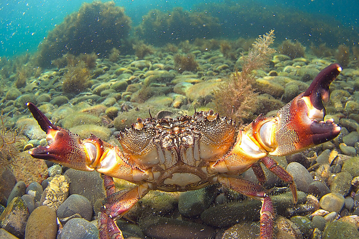 животные черное море