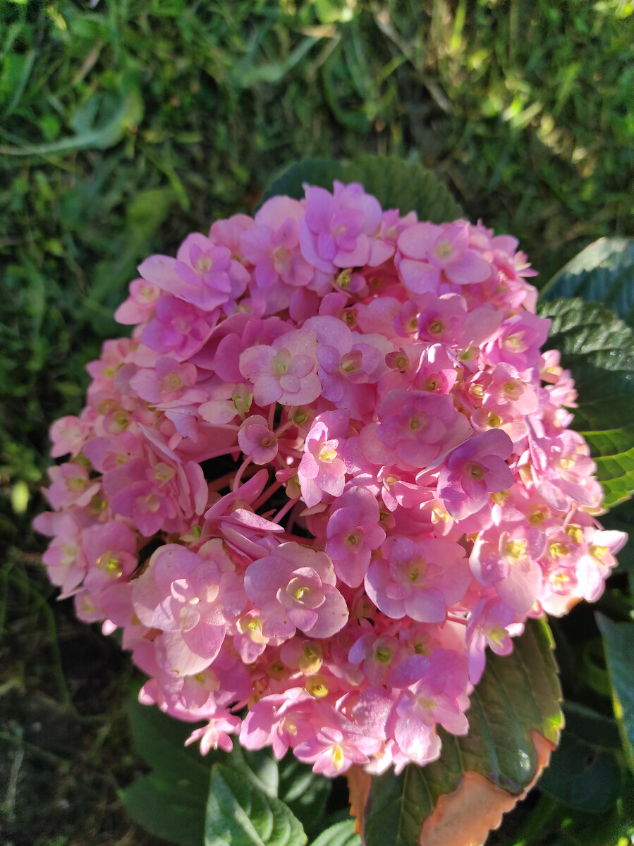 фото автора крупнолистная гортензия