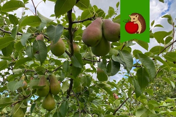 Что больше всего любит груша: 5 аспектов, которые здорово повышают урожайность дерева и стимулируют рост крупных плодов