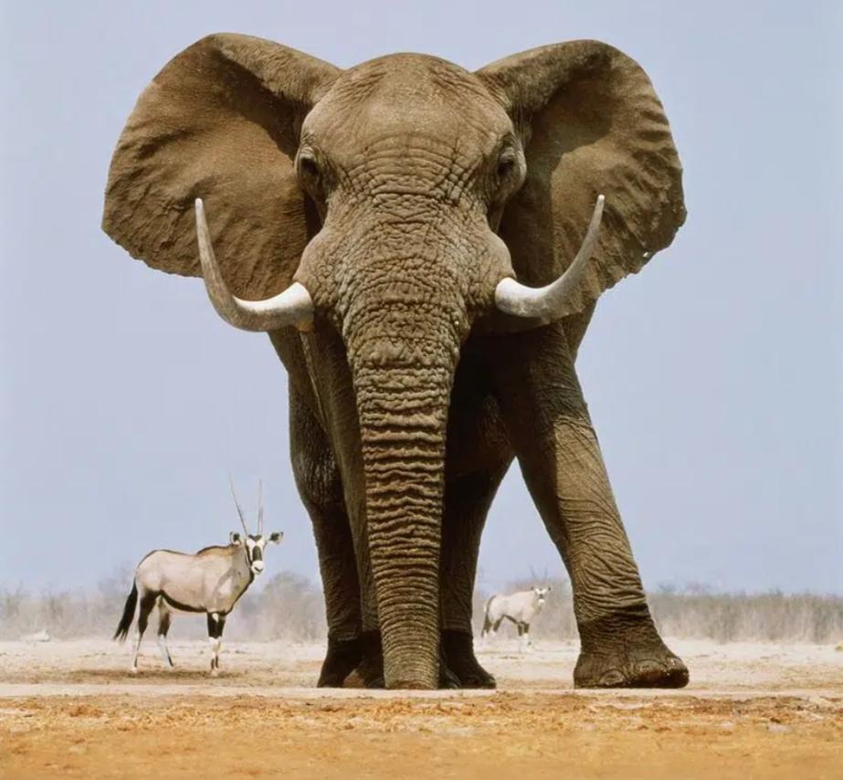 Африканский слон определить. Слоны. Африканский слон. Злой слон. Слон в Африке.