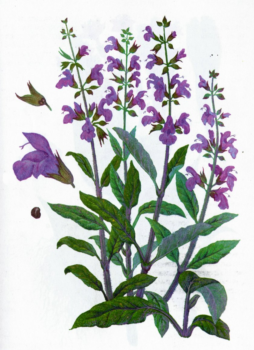 Шалфей лекарственный