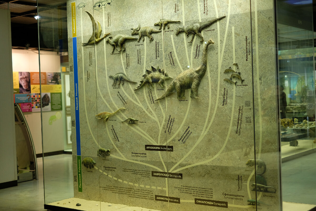 Эволюционная взаимосвязь между разными группами животных в Государственном Дарвиновском музее