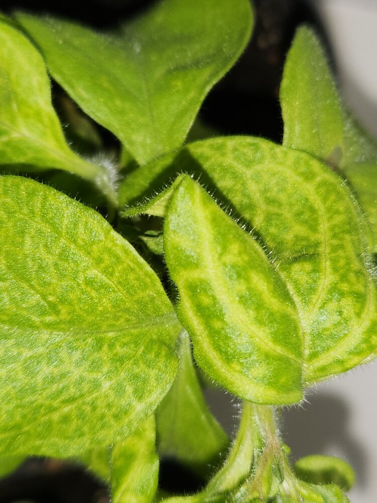 Рисунок на листьях при поражении вирусом мозаики.