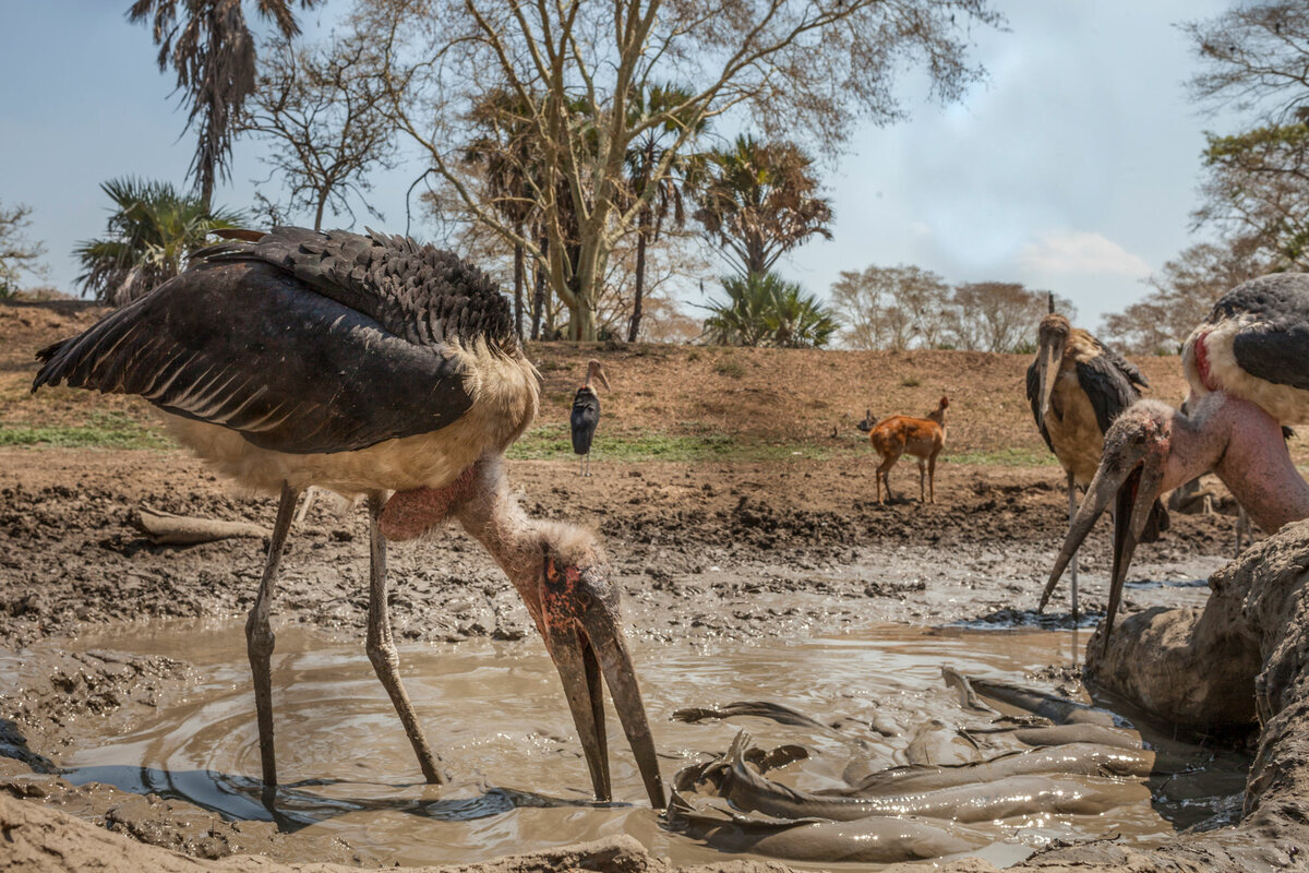 Чтобы создать это изображение, Петр Наскрецкий и Джен Гайтон установили фотоловушку на краю лужи, где застряли сомы, и птицы, подобные этому аисту Марабу, могли охотиться. Фотоохотникам приходилось часто посещать ловушку, чтобы стереть грязь с объектива. Фото: Джен Гайтон и Петр Наскрецкий