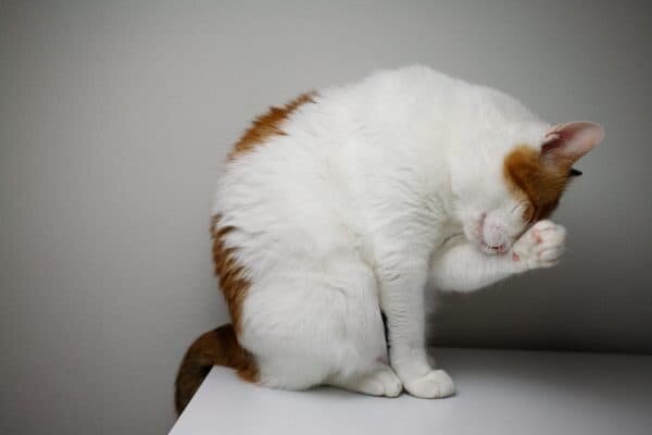 Вольнолюбивый питомец. Если собаку принято называть другом человека, то кошка, скорее, самодостаточный сосед. Живя в доме человека и получая корм из его рук, питомцы не теряют способности обходиться собственными силами. Их склонность к воровству подразумевает дремлющий охотничий инстинкт, а пресловутая злопамятность – не что иное, как попытка выжить на территории конкурента.