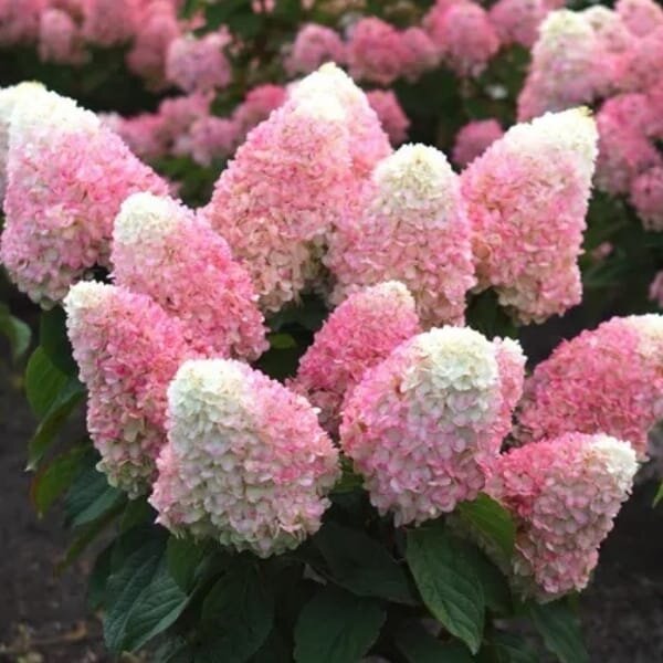 Hydrangea paniculata Love-a-Lot