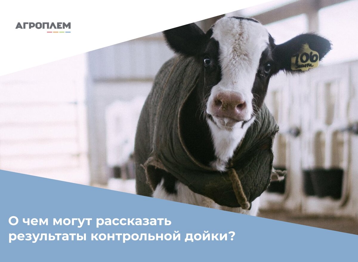 дойки Порно видео: Сводная сестра показала большие дойки и брата соблазнила