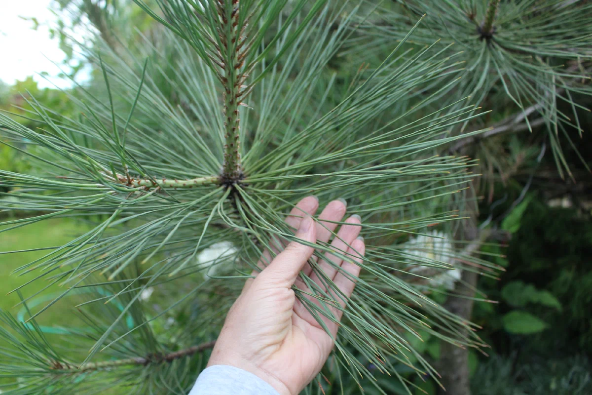 Хвойная 5. Сосна Джеффри Йоппи. Сосна Джеффри Морозостойкость. Pinus jeffreyi 'Joppi' (pa). Сосна Джеффри Сочи.