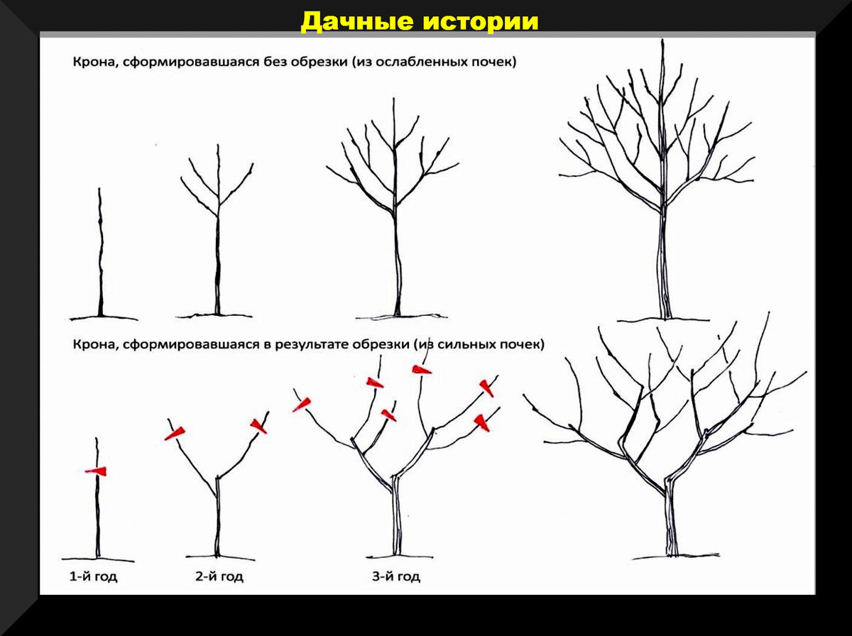 Можно ли обрезать яблоню весной. Схема обрезки яблони весной. Схема обрезки плодовых деревьев осенью. Обрезка яблони весной схема. Правильно обрезать яблоню осенью схема подрезки.