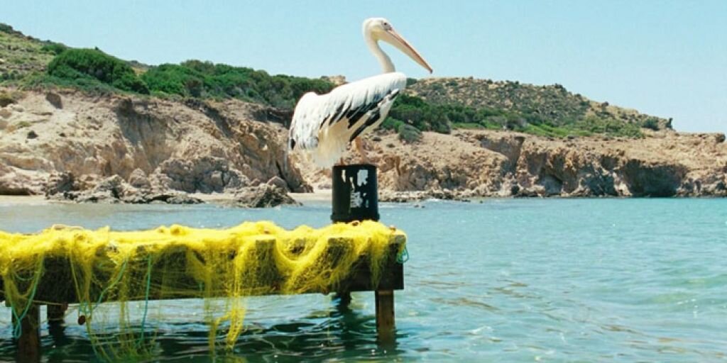 Кадр из фильма "Пеликан"