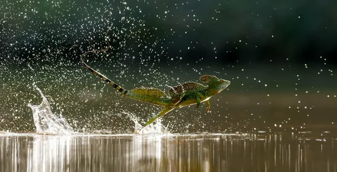 Василиска на воде