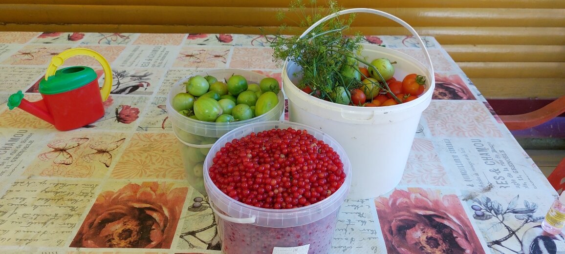 Дары дачи - радость для души