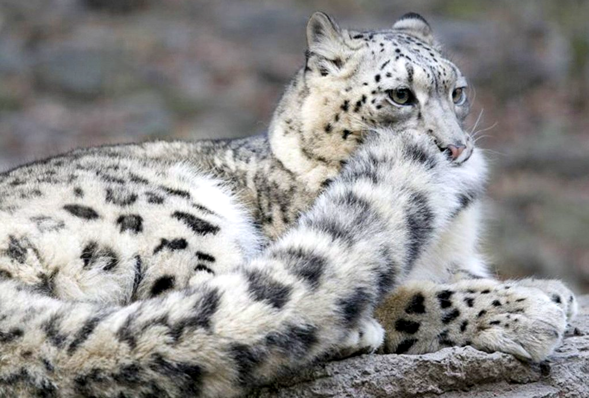 Барс котлас. Снежный Барс Ирбис. Ирбис снежный Барс с хвостом. Снежный Барс леопард Snow Leopard Ирбис. Снежный Барс Пакистан.