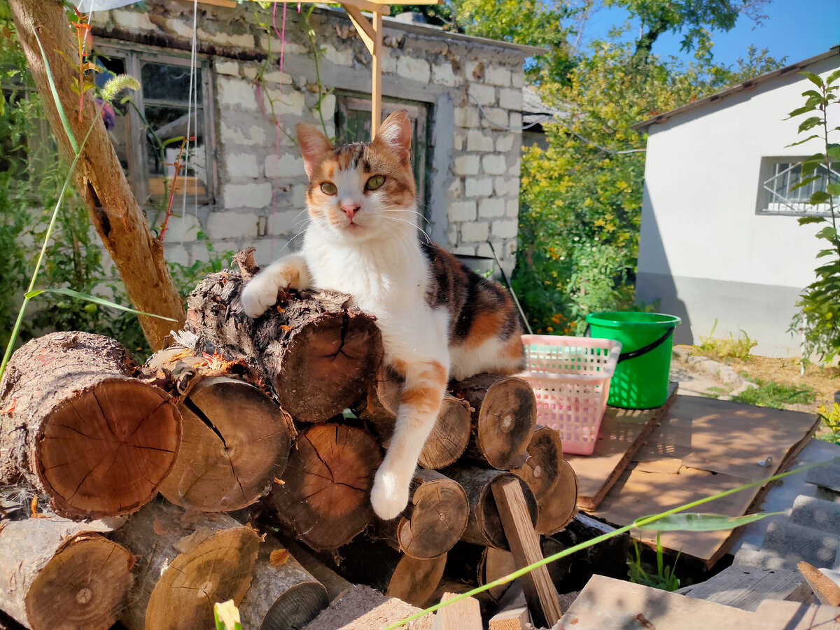 Кошка Лана на дровах очень любит сидеть