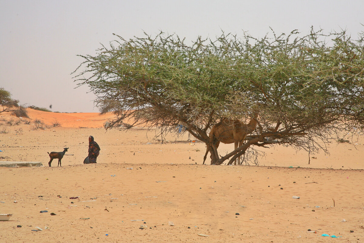 Сахара со стороны Сенегала                                                                                                          
 