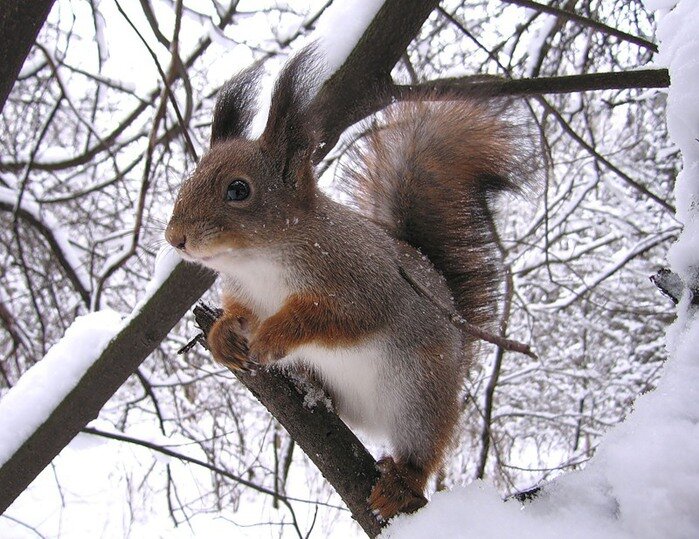 Белка – объект промысла