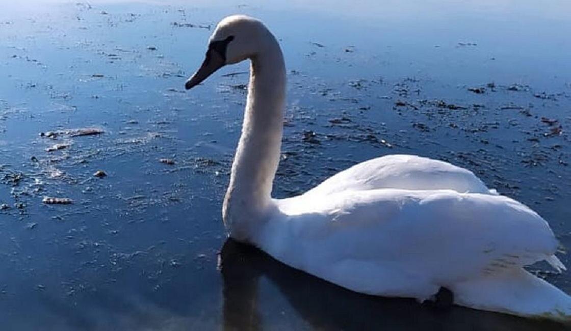    Лебедь в воде:lada.kz