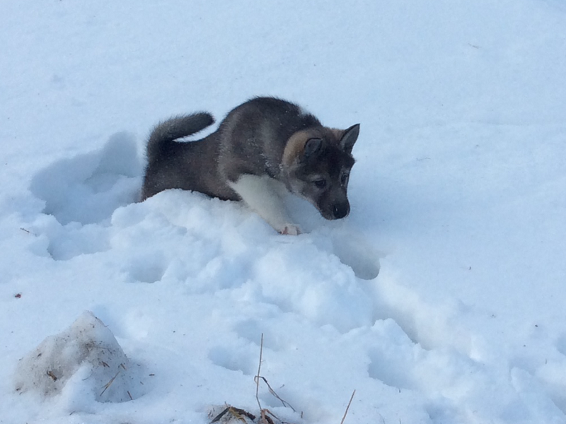 Лучший щенок в помёте