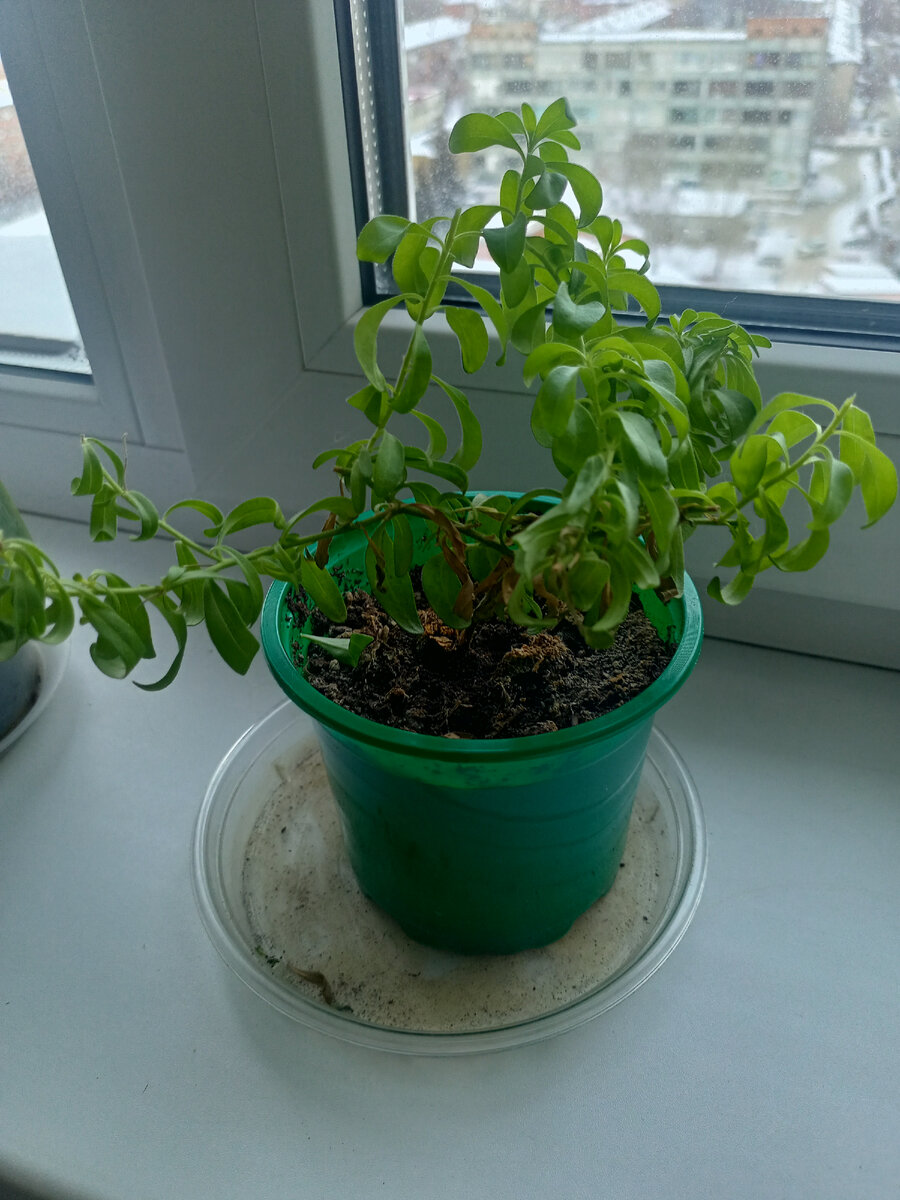 Калибрахоа в конце ноября после очередной стрижки. Не красавец, но бывает и хуже. Фотография Цветы вокруг нас