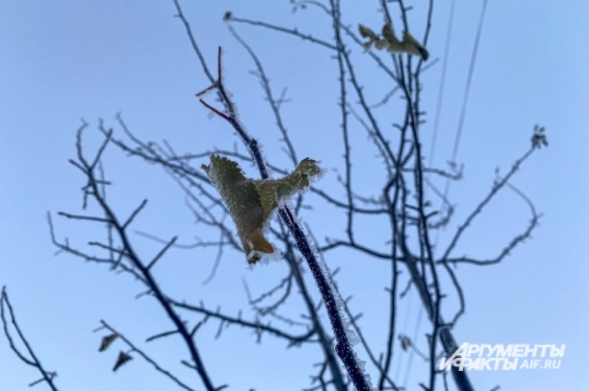    Дерево под силой ветра рухнуло на машину у церкви в Ставрополе