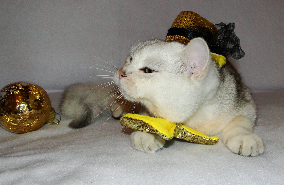 видео с новым годом год кота. год черного водяного кота. рождественские котята. кролик и кот 2023. с новым годом кота 2023.