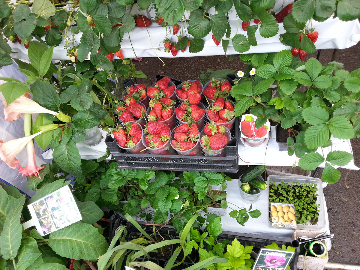Клубника размером с яблоко. Питомник на земляничной 1. Оленино питомник клубники. Питомник земляничная ул 1. Тимирязевская академия питомник.