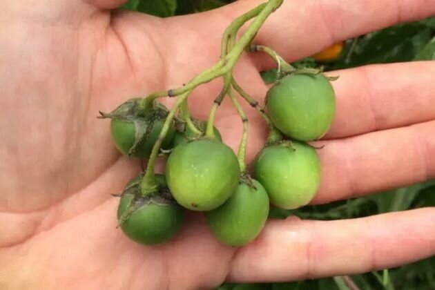 Выращивание картофеля из ботанических семян