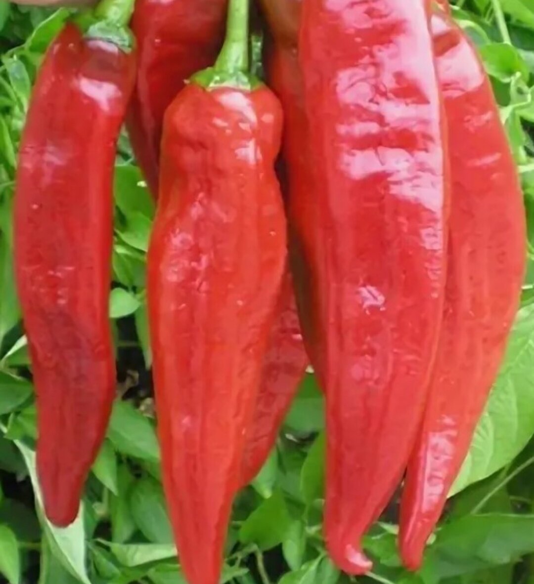 Перец острый профи f1 партнер. Перец изобилие. Двойное изобилие перец острый описание. Перец сладкий антошка. Перец (н) острый двойное изобилие f1 н0208.