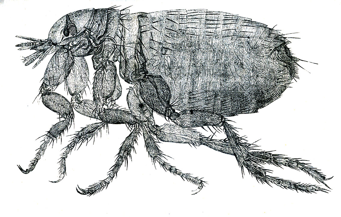 Блоха человеческая рисунок