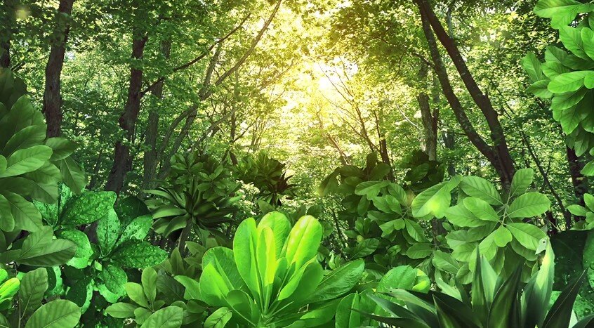 Lively Forest - Крутые Живые Обои На Пк | Оформление Windows | Дзен