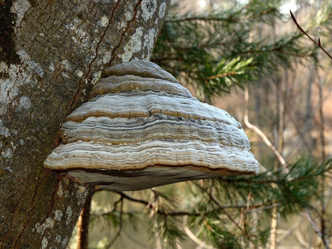 Фото: pixabay.com