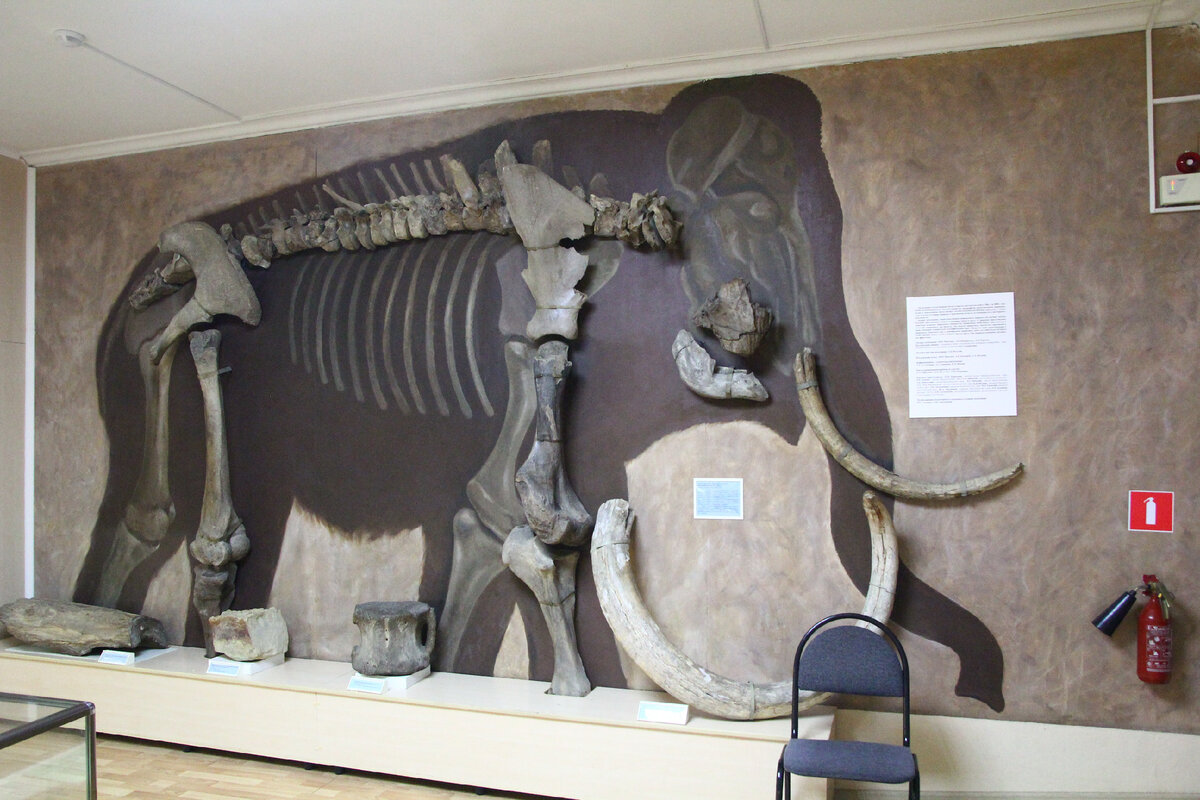Скелет мамона, неполный. Поздний плейстоцен. Эти остатки найдены в балашовском уезде в 1896 году. Огого, как давно. 