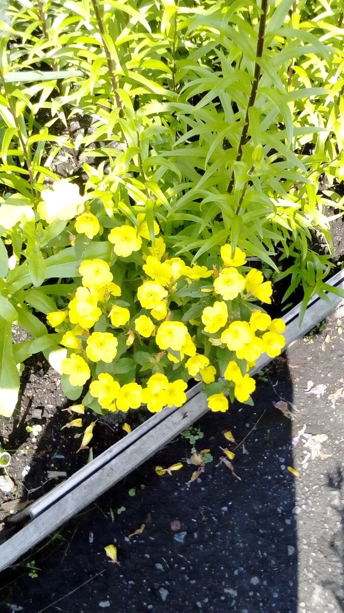 На даче цветы