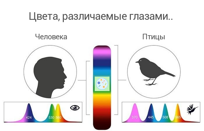 Презентация на тему как видят животные