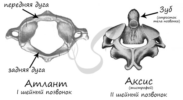 Особенности скелета человека, связанные с прямохождением и трудовой деятельностью.