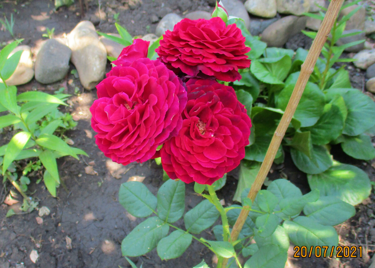 Роза "Графиня фон Харденберг" растёт в полутени.