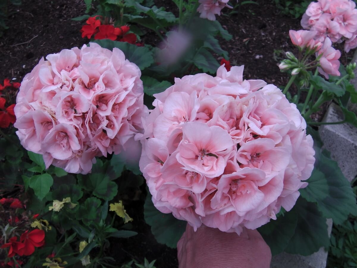 Пеларгонии в саду. Фото автора