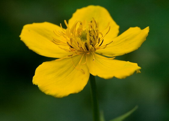 Купальница Trollius ranunculoides