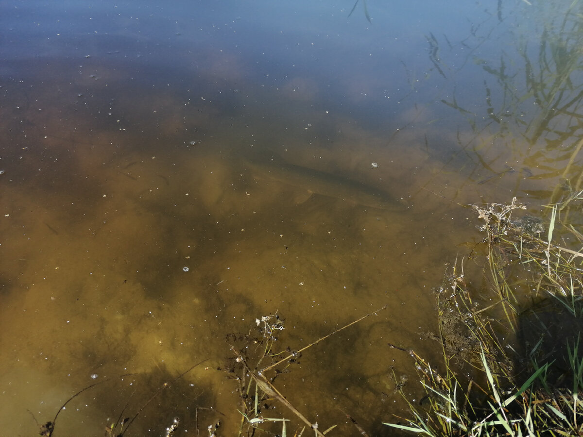 Щука в своей стихии, приходит в себя и позирует мне. 
